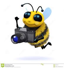 abeille photographe